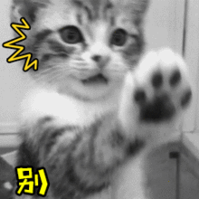 摇摆猫猫表情包动态