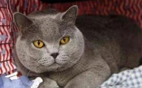  猫狂犬病病原体介绍