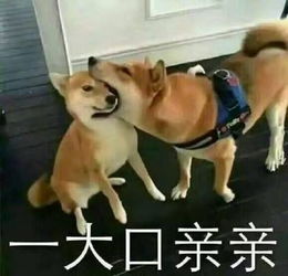  动动手指就能捐6吨狗粮这是什么神仙操作