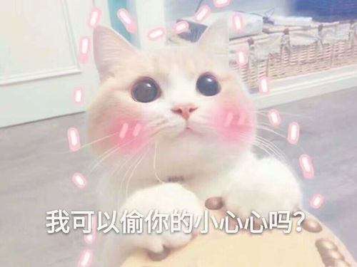  宠物回国攻略铲屎的,带朕回宫