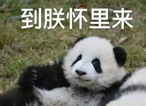  群聊表情包,没点美貌怎么压得住我的气场