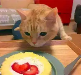  资深吃货小猫咪一看到东西它的表情就亮了,简直不要太搞笑