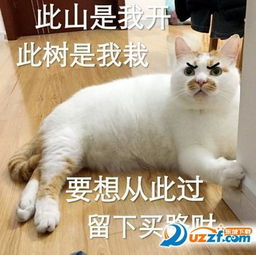  网红猫楼楼去世你一定见过下面这个表情包