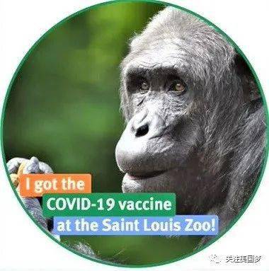  堪萨斯城动物园大猩猩确诊圣路易动物园动物接种疫苗
