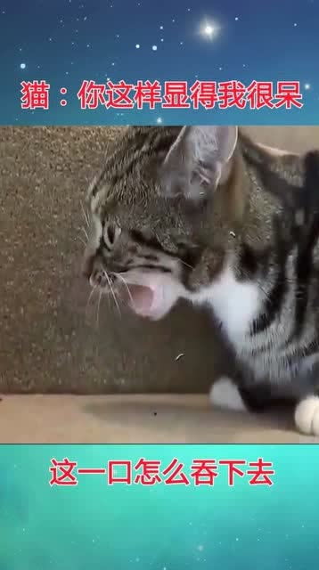  猫你这样显得我很呆,这一口怎么吞下去啊