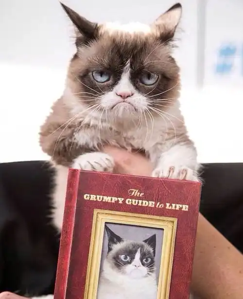 上班不如吸猫,干什么都不如吸猫 上班不如吸猫,干什么都不如吸猫