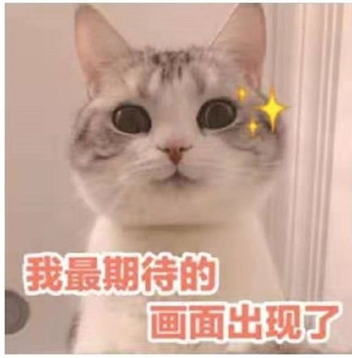  情感我的爸妈不懂我的表情包
