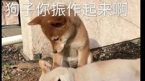  沙雕表情包配音女孩子配狗天长地久