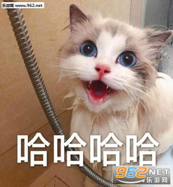  吸猫吗免费的超萌喵咪表情包绝交生气了讨厌你根本不可能哄好的小猫表情包下载乐游网游戏下载