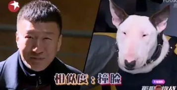  李荣浩同款狗狗只要一块钱原谅我不厚道地笑了