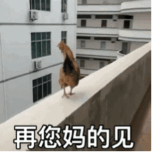 今日表情包拿去斗图吧 今日表情包拿去斗图吧