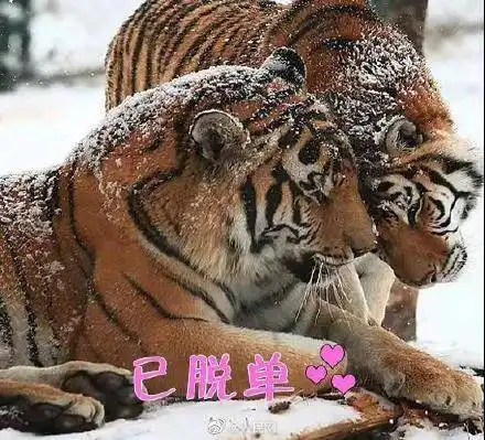 叮虎年土味表情包上线 叮虎年土味表情包上线