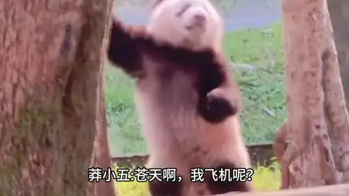 第一次在大熊猫的脸上看到痛不欲生的表情莽小五抚树仰天大哭 第一次在大熊猫的脸上看到痛不欲生的表情莽小五抚树仰天大哭