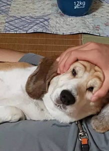 怒揉狗头,大概就是这个意思 怒揉狗头,大概就是这个意思