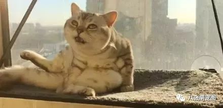  一只有脚气的猫,当舔到自己脚时,那表情简直...