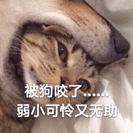 一组喵星人斗图表情包