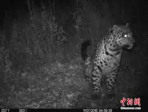甘孜藏区新龙县野外红外相机再次拍到雪豹身影 甘孜藏区新龙县野外红外相机再次拍到雪豹身影