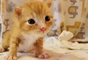  讲义气的橘猫,被人领养后,偷偷将自己的兄弟姐妹带回家