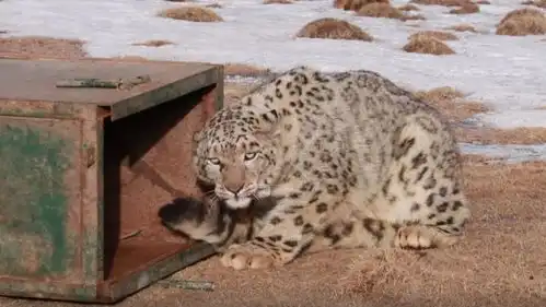 雪豹表情包青海野生动物