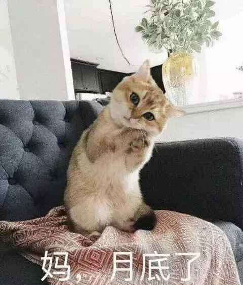  猫奴等级自测,你是资深猫奴了么