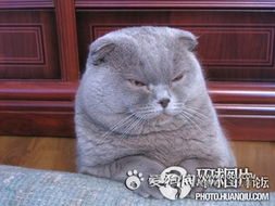 猫咪搞笑睡觉表情