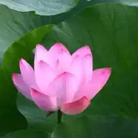 心是莲花 心是莲花