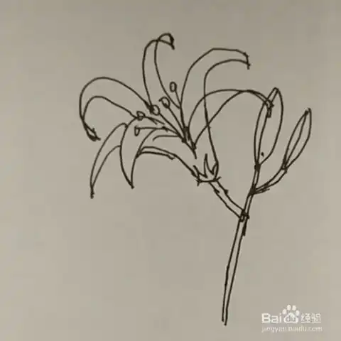  简笔画花卉百合花的画法步骤