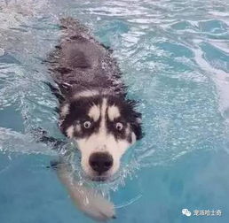 二哈用手指人表情包表情