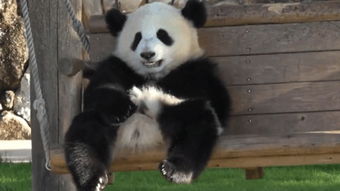  panda