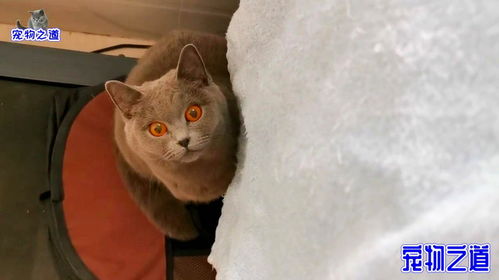  猫妈妈快要生产了,粘着主人寸步不离,依恋的眼神叫主人心疼