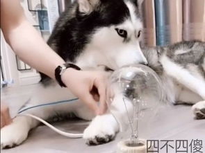  主人脑洞大开,通过二哈来发电,灯泡亮起那一刻二哈傻眼了