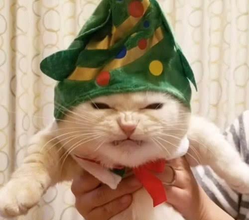  铲屎官为自家猫咪拍照,猫咪好像不喜欢这身装扮,连表情都在拒绝