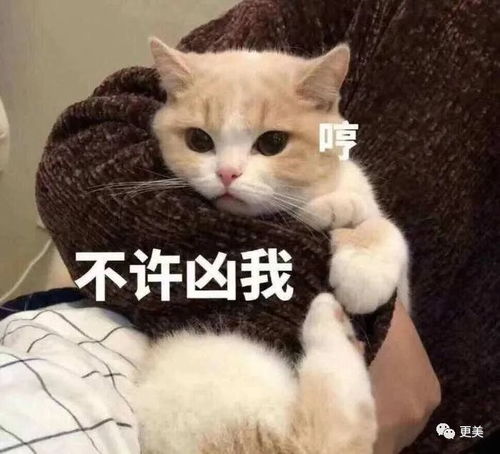  晚晚又翻车,一个举动让她经营十年的豪门贵妇人设崩塌