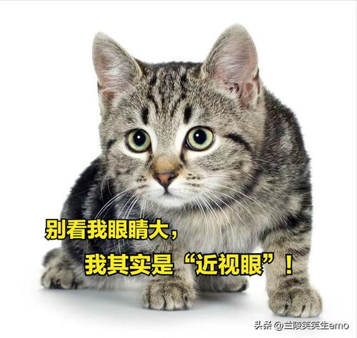  3大冷知识,猫咪是彻头彻脑的近视眼周公解梦,周公指的妲己