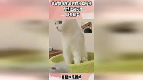  萌宠喵咪生气时的滑稽模样,那表情逗笑无限,肆意搞笑
