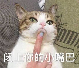  猫咪表情包合集我不和你天下第一好了