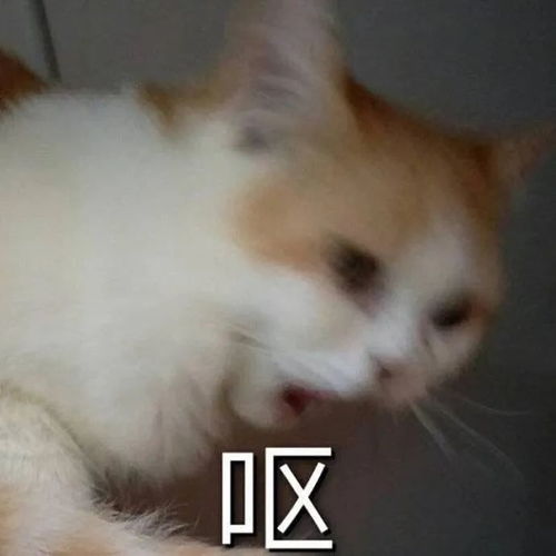 猫咪呕吐表情包呕吐