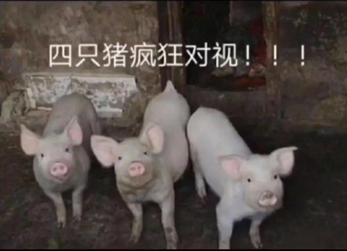  网友晒自己和男友的聊天截图....看完差点被气成心脏病