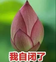  动图宇宙告别中老年,爸妈的表情包骚起来孩子都比不了