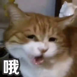  明天还有雨吗能降温吗对不起,你会很失望