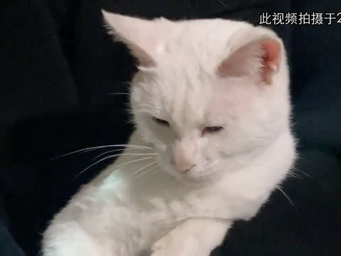  母猫