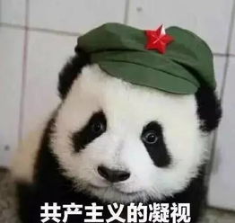 微信里文俊真人表情包熊