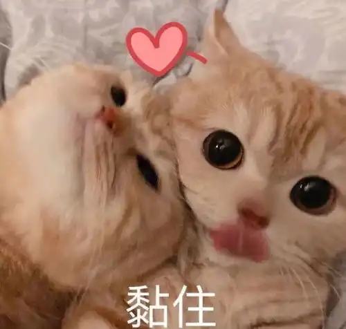  可爱的沙雕朋友圈文案225.0