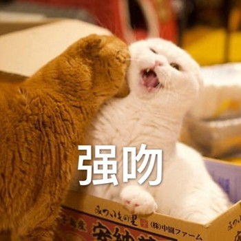  最爱用的是喵星人表情包