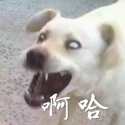  原来表情包里的熊猫头,它的耳朵隐藏着大秘密哟