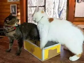 30斤大橘凭体重占据纸盒,面对狸猫大骂,胖橘吐舌表示无所谓 30斤大橘凭体重占据纸盒,面对狸猫大骂,胖橘吐舌表示无所谓