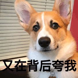  阿尔法狼伴归途冰川时代版少年派来袭,原来史上第一只狗竟是这么来的
