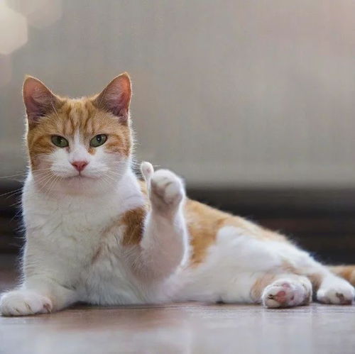  这些猫,厉害了
