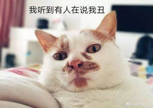  不服杭州最好看的猫都在这里了萌酷甜甜软软吸猫这件事跟谈恋爱一样
