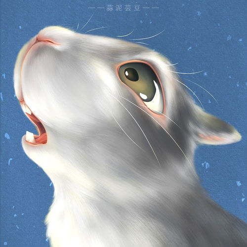 小灰兔可爱的动物们
